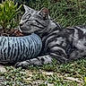 Ally a rejoint le concours — aidez-le/la à gagner de superbes lots ! cat, feline, spotted_cat, gray_cat, lying_down, outdoor, garden, plants, greenery, gravel, planter, succulent, landscaping, animal, pet, relaxed, resting, side_view, striped_markings, nature