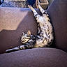 cat, tabby_cat, spotted_fur, striped_fur, pet, animal, sleeping, relaxed, stretching, upside_down, flexible, couch, sofa, indoor, home, living_room, carpet, stairs, basket, funny_pose