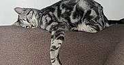 Ally a rejoint le concours — aidez-le/la à gagner de superbes lots ! cat, silver_tabby, striped_fur, pet, animal, feline, sofa, couch, indoors, lounging, lying_down, sleepy, relaxed, paw, whiskers, ears, tail, blue_eyes, close_up, home