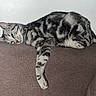 cat, silver_tabby, striped_fur, pet, animal, feline, sofa, couch, indoors, lounging, lying_down, sleepy, relaxed, paw, whiskers, ears, tail, blue_eyes, close_up, home