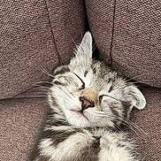 Ally a rejoint le concours — aidez-le/la à gagner de superbes lots ! cat, kitten, sleeping, napping, fluffy, fur, whiskers, closed_eyes, relaxed, cute, portrait, pet, animal, couch, upholstery, indoors, cozy, brown, gray, closeup