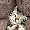 cat, kitten, sleeping, napping, fluffy, fur, whiskers, closed_eyes, relaxed, cute, portrait, pet, animal, couch, upholstery, indoors, cozy, brown, gray, closeup