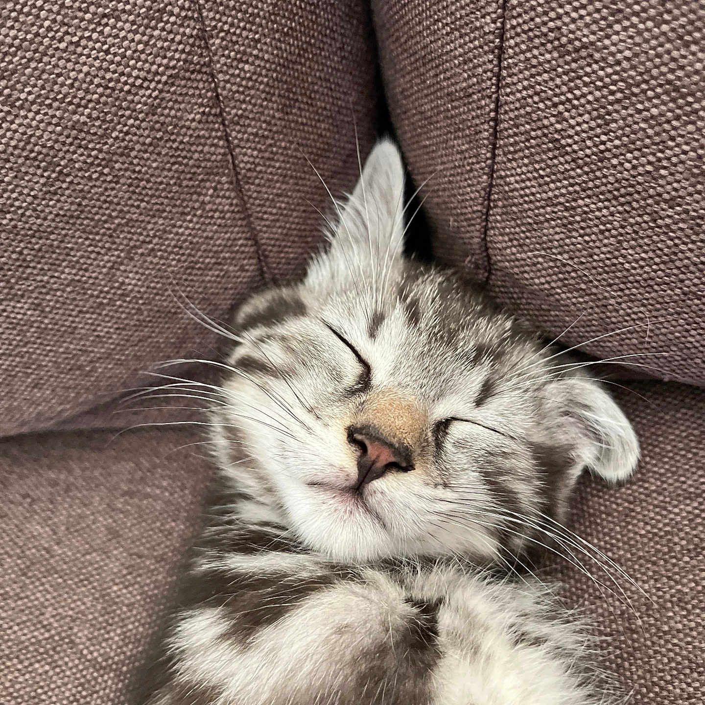 Ally a rejoint le concours — aidez-le/la à gagner de superbes lots ! cat, kitten, sleeping, napping, fluffy, fur, whiskers, closed_eyes, relaxed, cute, portrait, pet, animal, couch, upholstery, indoors, cozy, brown, gray, closeup