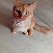 Kiki participe au concours pour gagner de l'argent avec cette photo : cat, orange_cat, pet, animal, feline, green_eyes, fluffy, sitting, floor, wood_floor, indoor, cute, curious, looking_up, whiskers, tail, ears, fur, domestic_cat, young_cat