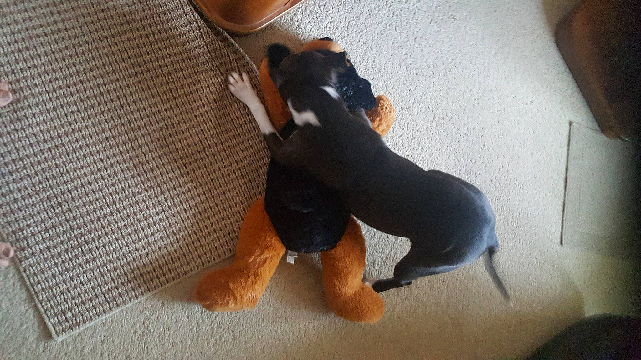 Gracie Kay is registered to the contest to win money with this photo: canidae, carnivore, comfort, companion_dog, dog, dog_breed, fawn, flooring, foot, human_leg, knee, paw, sleeve, snout, sporting_group, tail, thigh, toy_dog, wood, working_animal