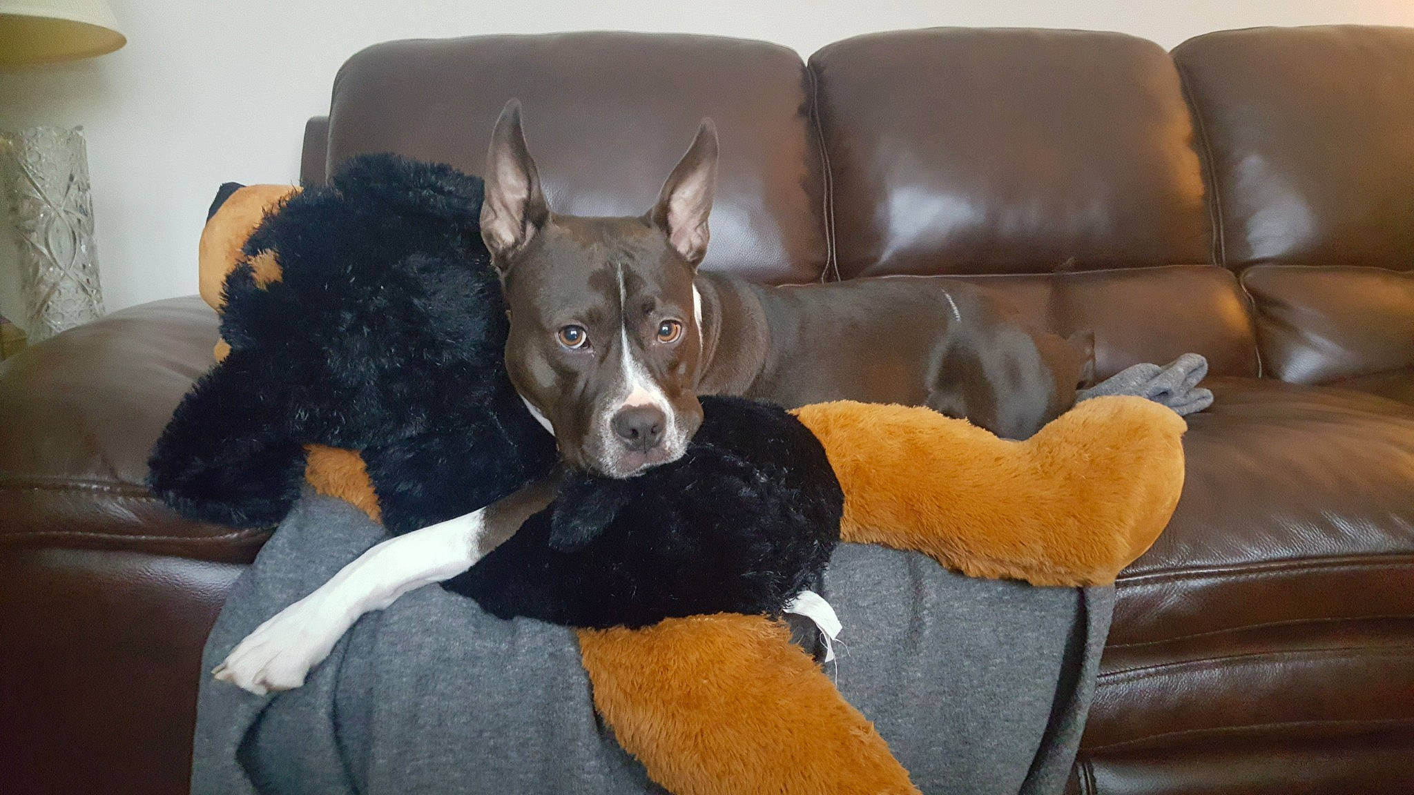 Gracie Kay is registered to the contest to win money with this photo: canidae, carnivore, comfort, companion_dog, couch, dog, dog_breed, fur, furniture, guard_dog, living_room, non_sporting_group, pillow, sitting, sleeper_chair, sofa_bed, sporting_group, tail, toy_dog, working_animal