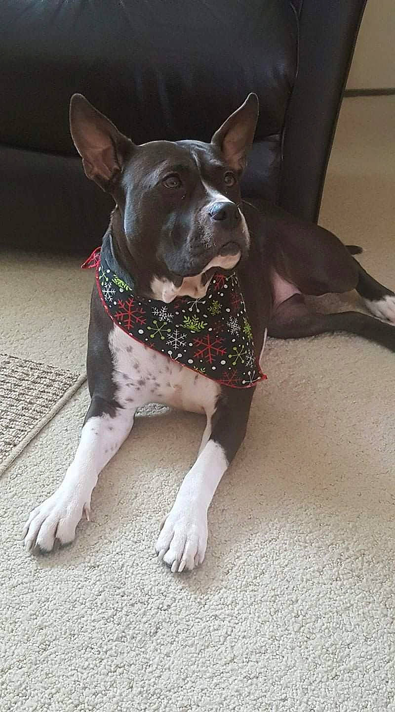 Gracie Kay is registered to the contest to win money with this photo: canidae, carnivore, collar, companion_dog, dog, dog_breed, dog_clothes, dog_collar, dog_supply, fashion_accessory, fawn, grey, leash, pet_supply, snout, sporting_group, tail, toy_dog, whiskers, working_animal