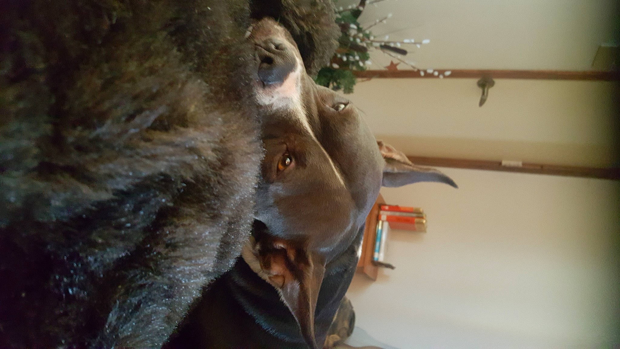 Gracie Kay joined the competition — help win amazing prizes! feather, fur, macaque, natural_material, primate, snout, terrestrial_animal, whiskers, wildlife, wood, working_animal