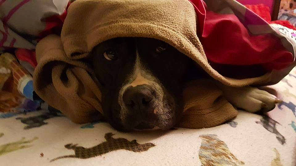 Gracie Kay is registered to the contest to win money with this photo: canidae, carmine, carnivore, comfort, companion_dog, dog, dog_breed, dog_supply, fawn, fur, guard_dog, linens, liver, snout, sporting_group, tints_and_shades, toy_dog, whiskers, wood, working_animal