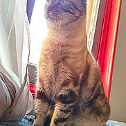 Rockie a rejoint le concours — aidez-le/la à gagner de superbes lots ! blanket, blue, calm, cat, cozy, curtain, domestic_animal, feline, fur, indoor, looking_away, natural_light, pet, quiet, red, sitting, soft_texture, sunlight, tabby, window