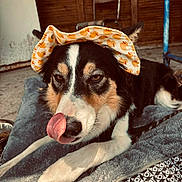 Astrale participe au concours pour gagner de l'argent avec cette photo : dog, canine, pet, lying_down, hat, animal, tongue_out, cute, black_and_white, blanket, indoor, resting, face, ears, fur, expression, cozy, pattern, wooden_background, playful