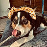 dog, canine, pet, lying_down, hat, animal, tongue_out, cute, black_and_white, blanket, indoor, resting, face, ears, fur, expression, cozy, pattern, wooden_background, playful