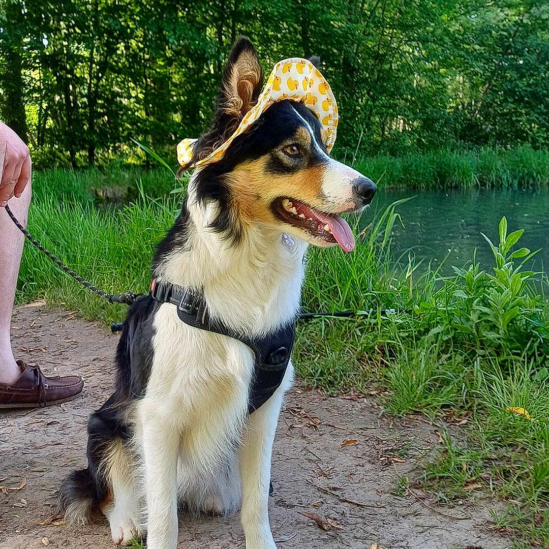 Astrale participe au concours pour gagner de l'argent avec cette photo : dog, canine, pet, outdoor, nature, greenery, trees, pond, leash, hat, yellow_hat, sitting, tongue_out, happy, summer, walk, path, grass, forest, sunlight