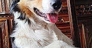 Astrale a rejoint le concours — aidez-le/la à gagner de superbes lots ! dog, border_collie, pet, animal, tongue_out, table, wooden_furniture, indoor, happy, ears_up, fur, portrait, smiling, brown_eyes, home, decor, photography, cute, companion, canine