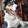 dog, border_collie, pet, animal, tongue_out, table, wooden_furniture, indoor, happy, ears_up, fur, portrait, smiling, brown_eyes, home, decor, photography, cute, companion, canine