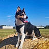 Astrale a rejoint le concours — aidez-le/la à gagner de superbes lots ! dog, border_collie, hay_bale, outdoor, field, blue_sky, sunny, animal, pet, happy, tongue_out, ears_up, black_and_white, grass, nature, leash, farm, daytime, canine, standing