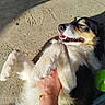 Astrale a rejoint le concours — aidez-le/la à gagner de superbes lots ! dog, pet, animal, playing, happy, sunlight, outdoor, paw, fur, smiling, relaxed, tennis_ball, hand, belly_rub, canine, shadow, ground, closeup, black, white