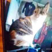 Athena is registered to the contest to win money with this photo: cat, indoor, blurry, feline, pet, animal, domestic, fur, striped, orange, white, sitting, background, furniture, household, blur, photo, shadow, light, indistinct
