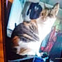 cat, indoor, blurry, feline, pet, animal, domestic, fur, striped, orange, white, sitting, background, furniture, household, blur, photo, shadow, light, indistinct