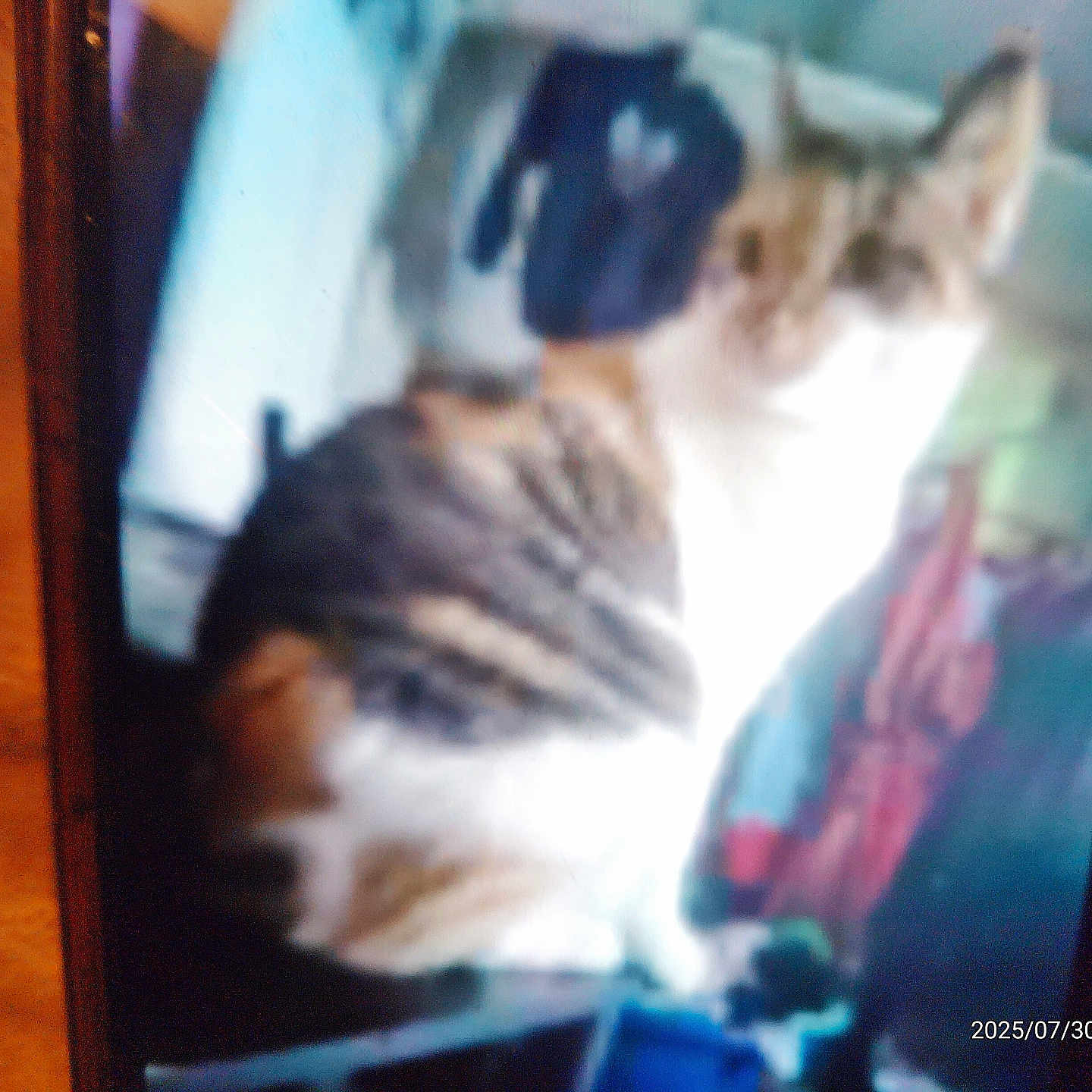 Athena is registered to the contest to win money with this photo: animal, background, blur, blurry, cat, domestic, feline, fur, furniture, household, indistinct, indoor, light, orange, pet, photo, shadow, sitting, striped, white