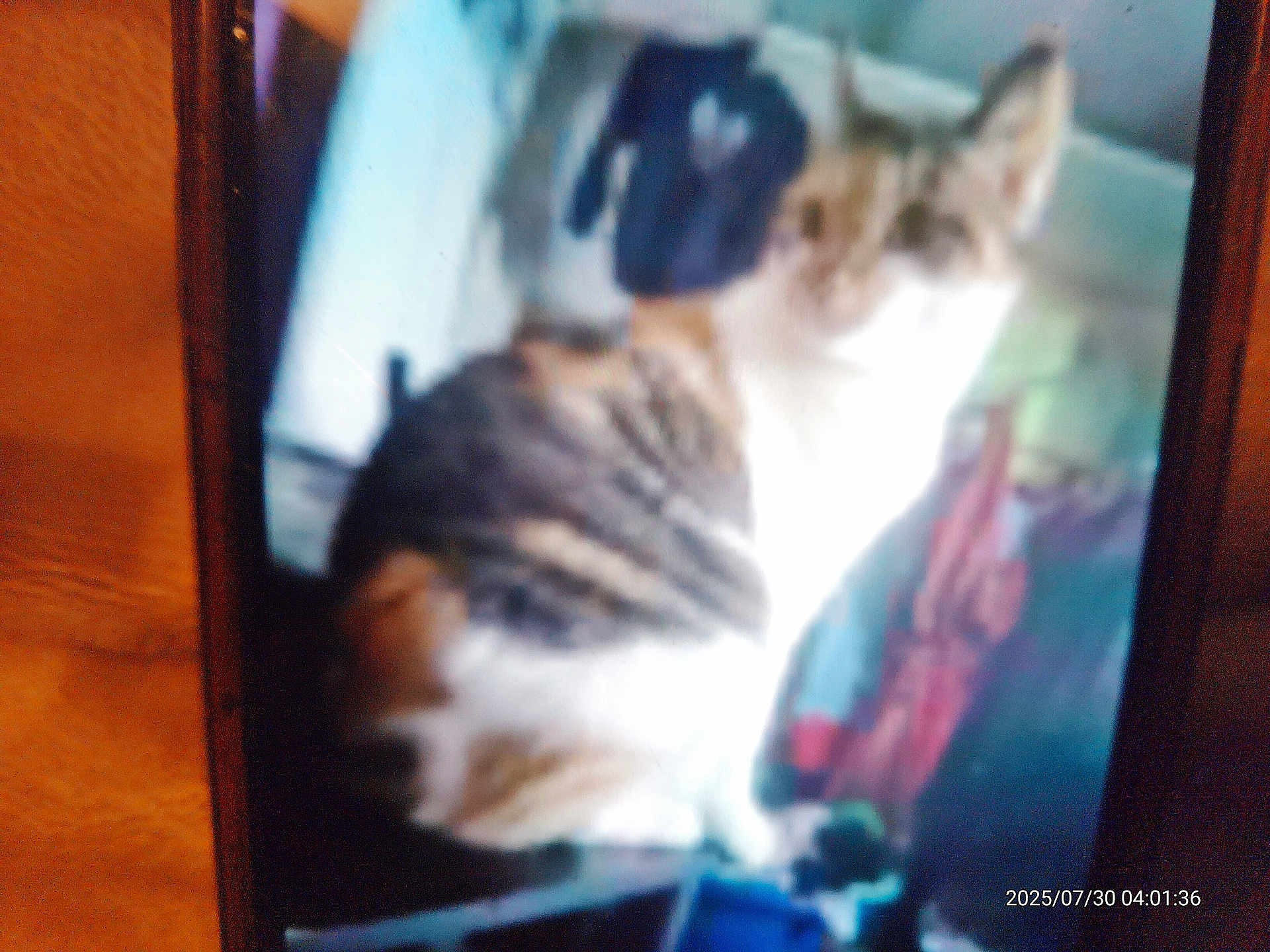 Athena is registered to the contest to win money with this photo: cat, indoor, blurry, feline, pet, animal, domestic, fur, striped, orange, white, sitting, background, furniture, household, blur, photo, shadow, light, indistinct