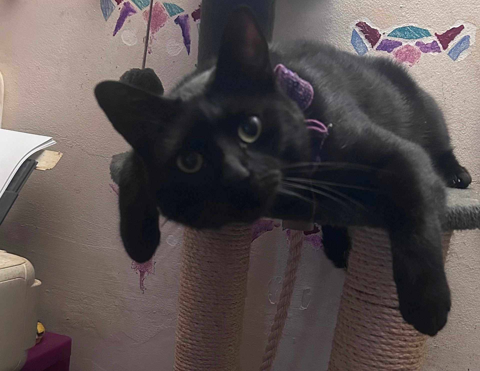 Coca a rejoint le concours — aidez-le/la à gagner de superbes lots ! cat, black_cat, indoor, pet, scratching_post, furniture, collar, curious, relaxed, close_up, whiskers, ears, animal, domestic_animal, face, eyes, paw, resting, home, wall_art