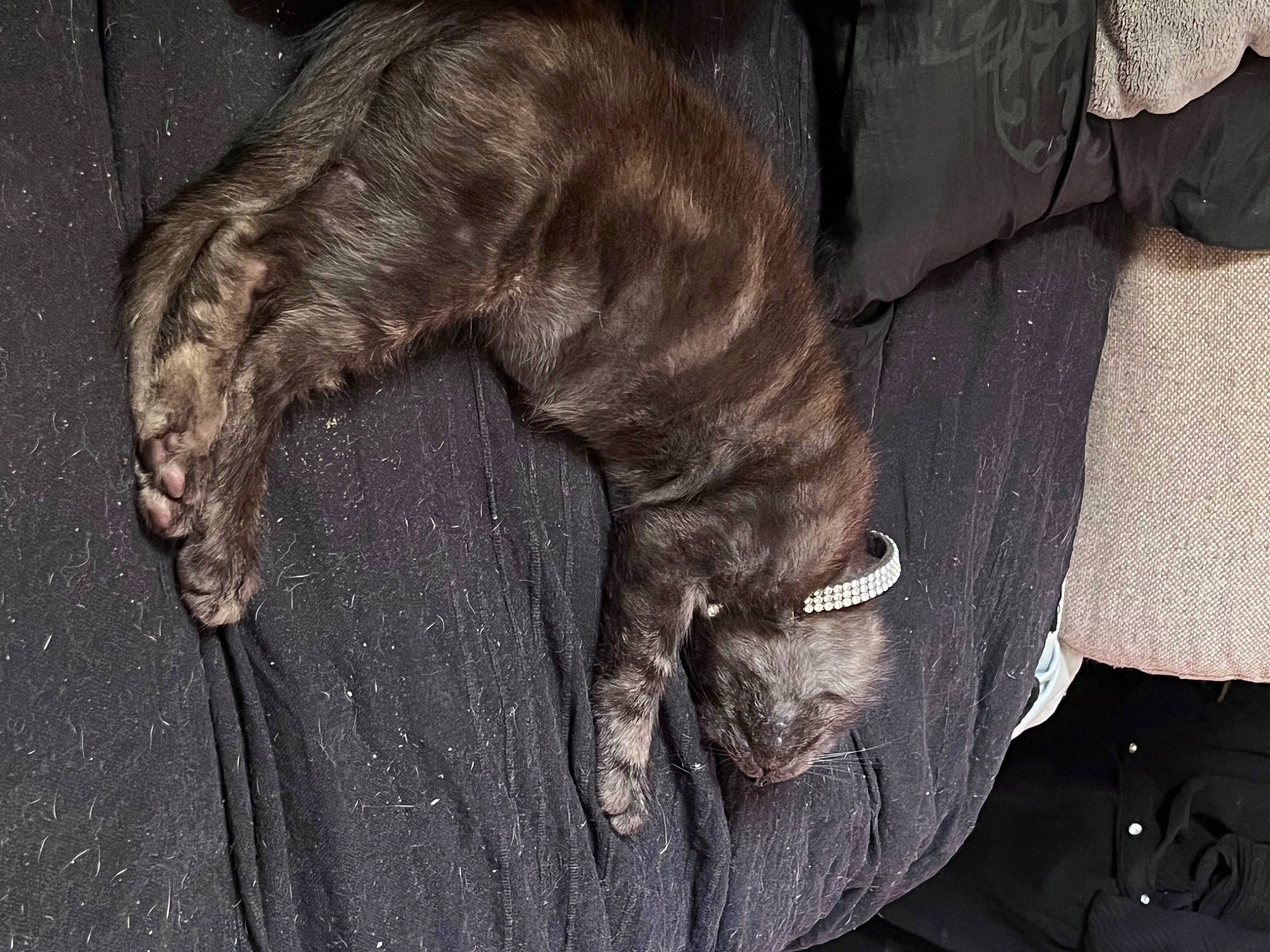 Chipy participe au concours pour gagner de l'argent avec cette photo : canidae, carnivore, claw, comfort, companion_dog, dog, dog_breed, fawn, felidae, fur, grey, human_leg, liver, small_to_medium_sized_cats, snout, sporting_group, tail, terrestrial_animal, whiskers, wrinkle