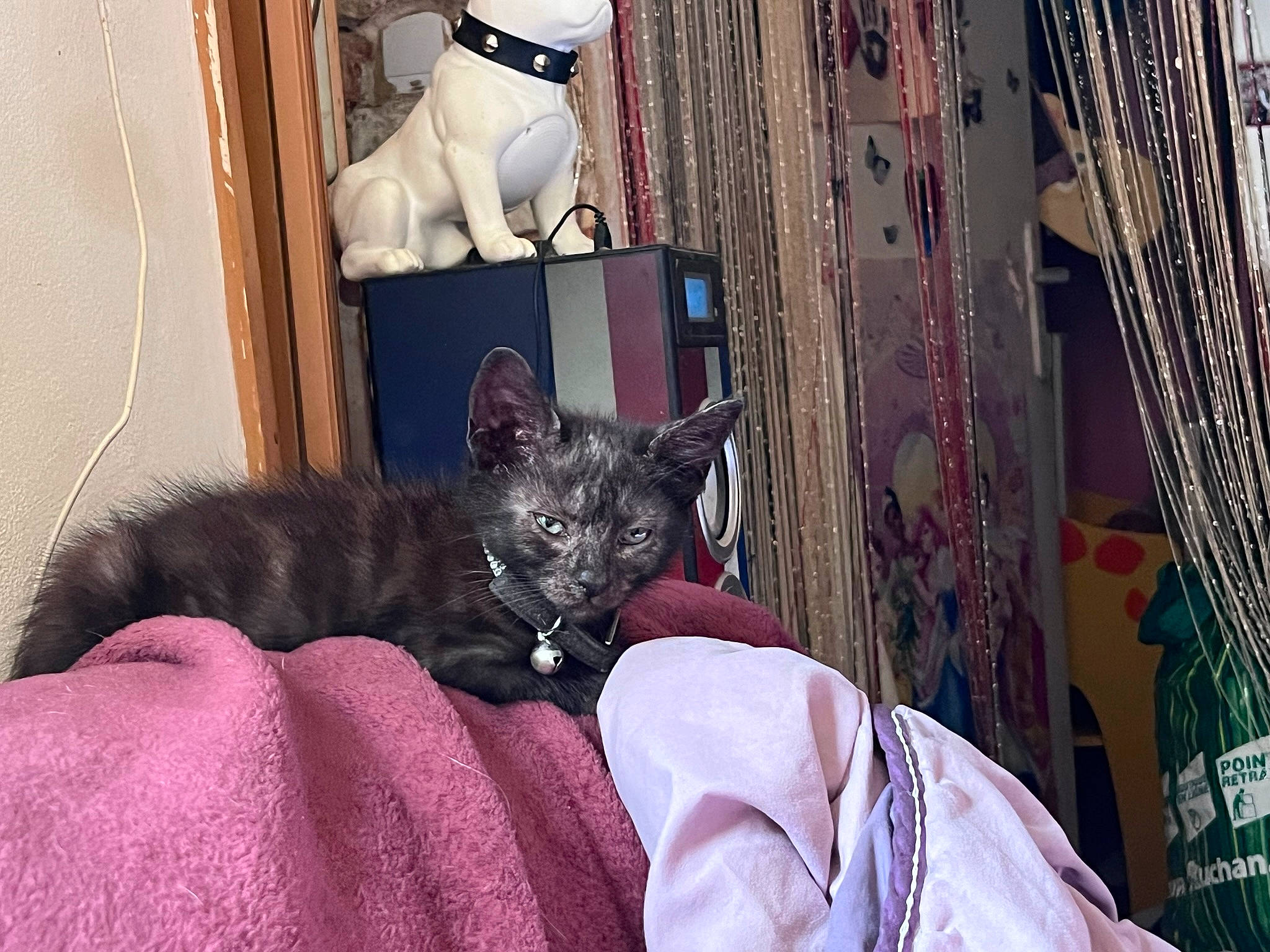 Chipy participe au concours pour gagner de l'argent avec cette photo : carnivore, cat, comfort, couch, domestic_short_haired_cat, fawn, felidae, fur, grey, magenta, mammal, pink, purple, room, small_to_medium_sized_cats, tail, textile, tree, vertebrate, whiskers