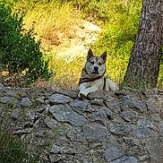 Gaiko participe au concours pour gagner de l'argent avec cette photo : dog, outdoor, rock_wall, tree, greenery, sunlight, nature, animal, canine, grass, bark, pet, leash, resting, daylight, stone, fur, alert, calm, scenery