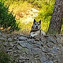 dog, outdoor, rock_wall, tree, greenery, sunlight, nature, animal, canine, grass, bark, pet, leash, resting, daylight, stone, fur, alert, calm, scenery