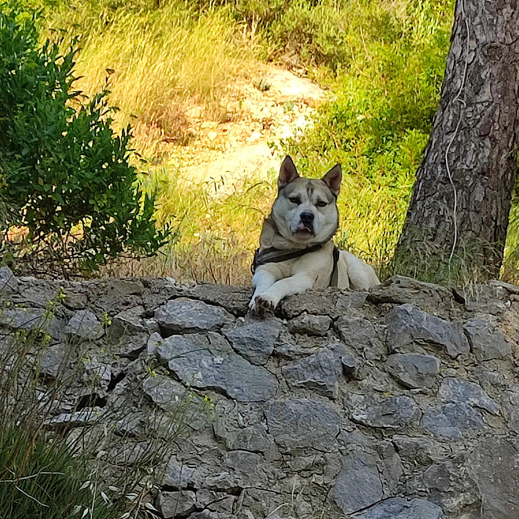 Gaiko participe au concours pour gagner de l'argent avec cette photo : alert, animal, bark, calm, canine, daylight, dog, fur, grass, greenery, leash, nature, outdoor, pet, resting, rock_wall, scenery, stone, sunlight, tree