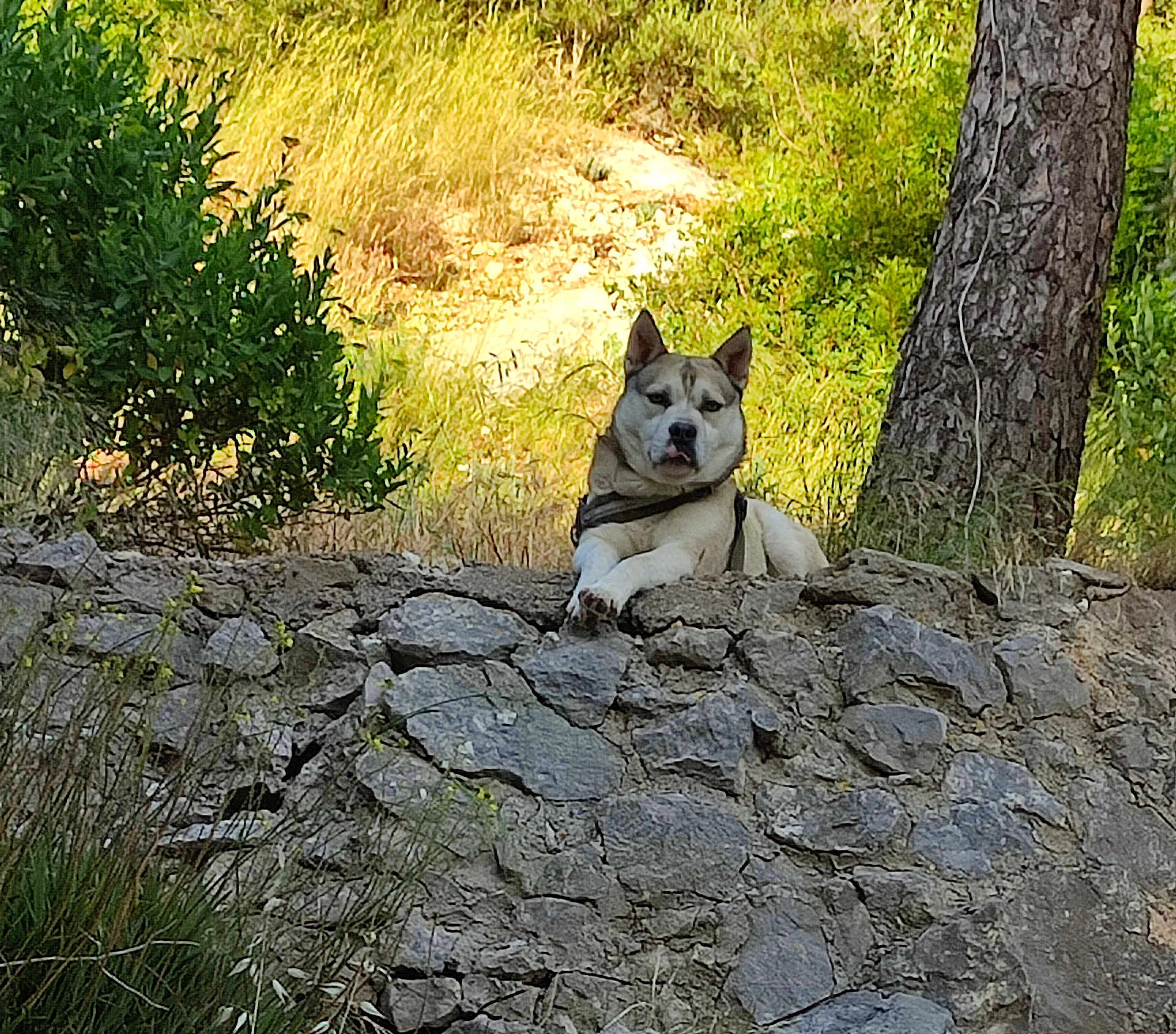 Gaiko participe au concours pour gagner de l'argent avec cette photo : dog, outdoor, rock_wall, tree, greenery, sunlight, nature, animal, canine, grass, bark, pet, leash, resting, daylight, stone, fur, alert, calm, scenery
