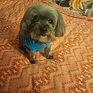 Cali joined the competition — help win amazing prizes! bed, bedroom, blanket, blue_outfit, brown_fur, clothing, cozy, dog, floppy_ears, home, indoors, long_hair, patterned_blanket, pet, photography, portrait, puppy, sitting, small_dog, wide_eyes