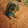 bed, bedroom, blanket, blue_outfit, brown_fur, clothing, cozy, dog, floppy_ears, home, indoors, long_hair, patterned_blanket, pet, photography, portrait, puppy, sitting, small_dog, wide_eyes