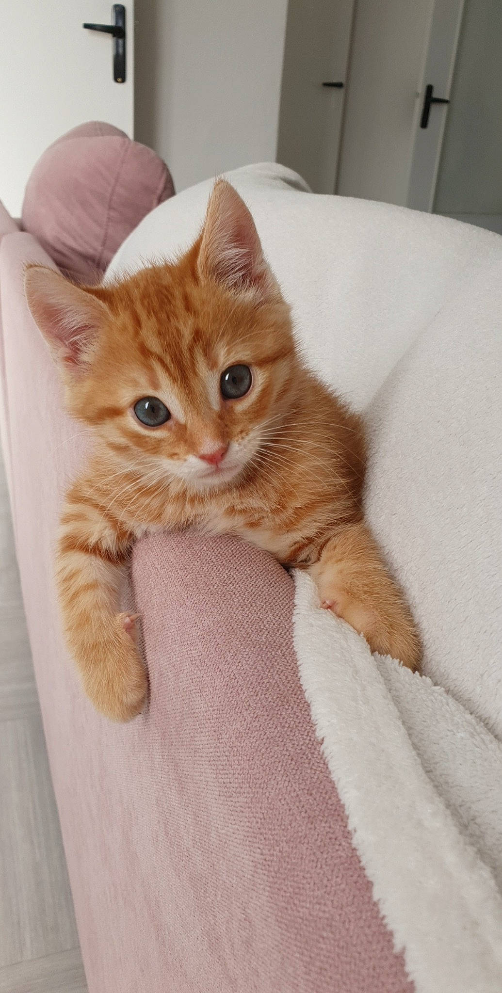 Biggie participe au concours pour gagner de l'argent avec cette photo : arabian_mau, asian, australian_mist, carnivore, cat, claw, domestic_short_haired_cat, european_shorthair, fawn, felidae, german_rex, kitten, mammal, ojos_azules, polydactyl_cat, skin, small_to_medium_sized_cats, tabby_cat, tail, whiskers