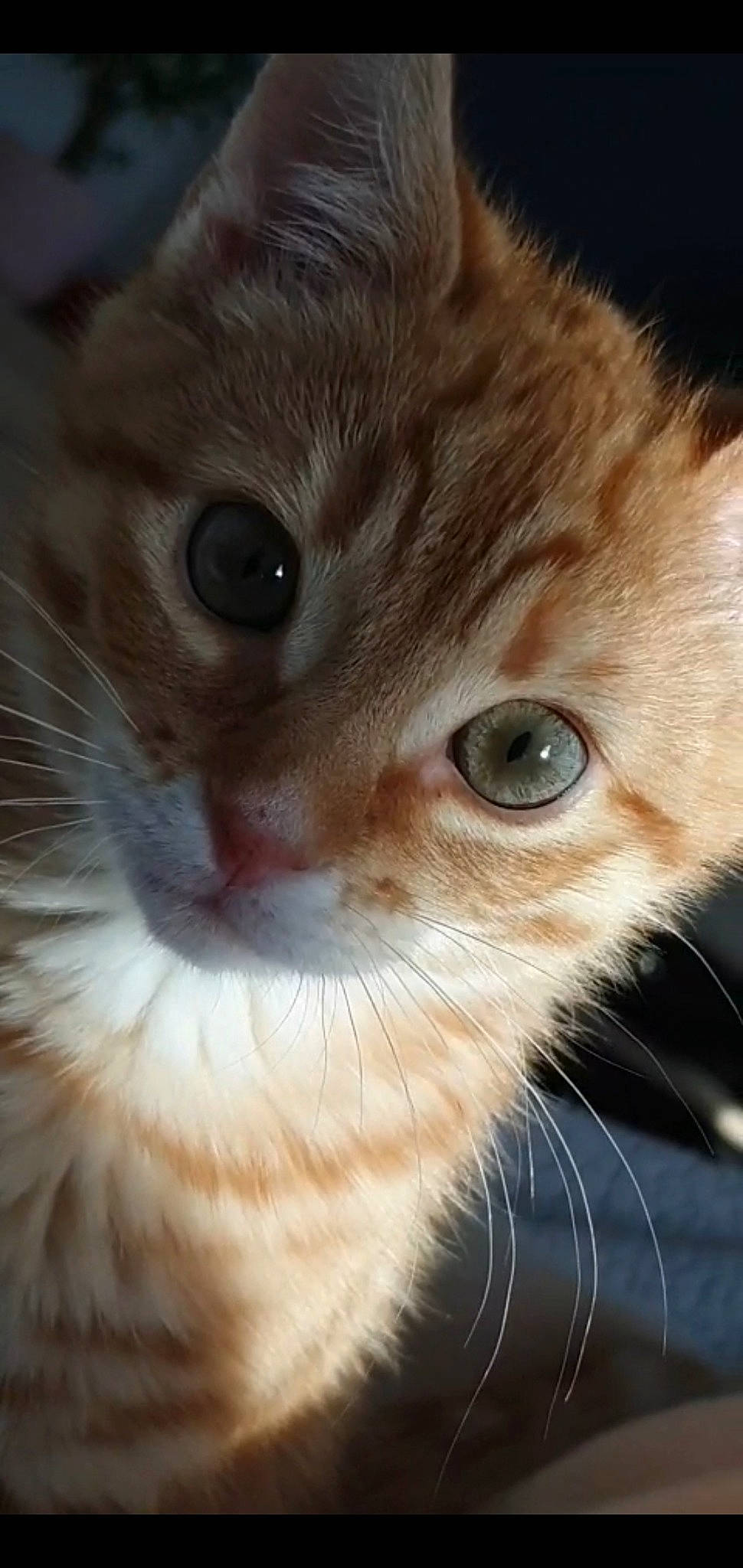 Biggie participe au concours pour gagner de l'argent avec cette photo : american_curl, asian, asian_semi_longhair, british_semi_longhair, carnivore, cat, close_up, domestic_short_haired_cat, european_shorthair, eye, felidae, fur, iris, kitten, mammal, nose, small_to_medium_sized_cats, snout, vertebrate, whiskers