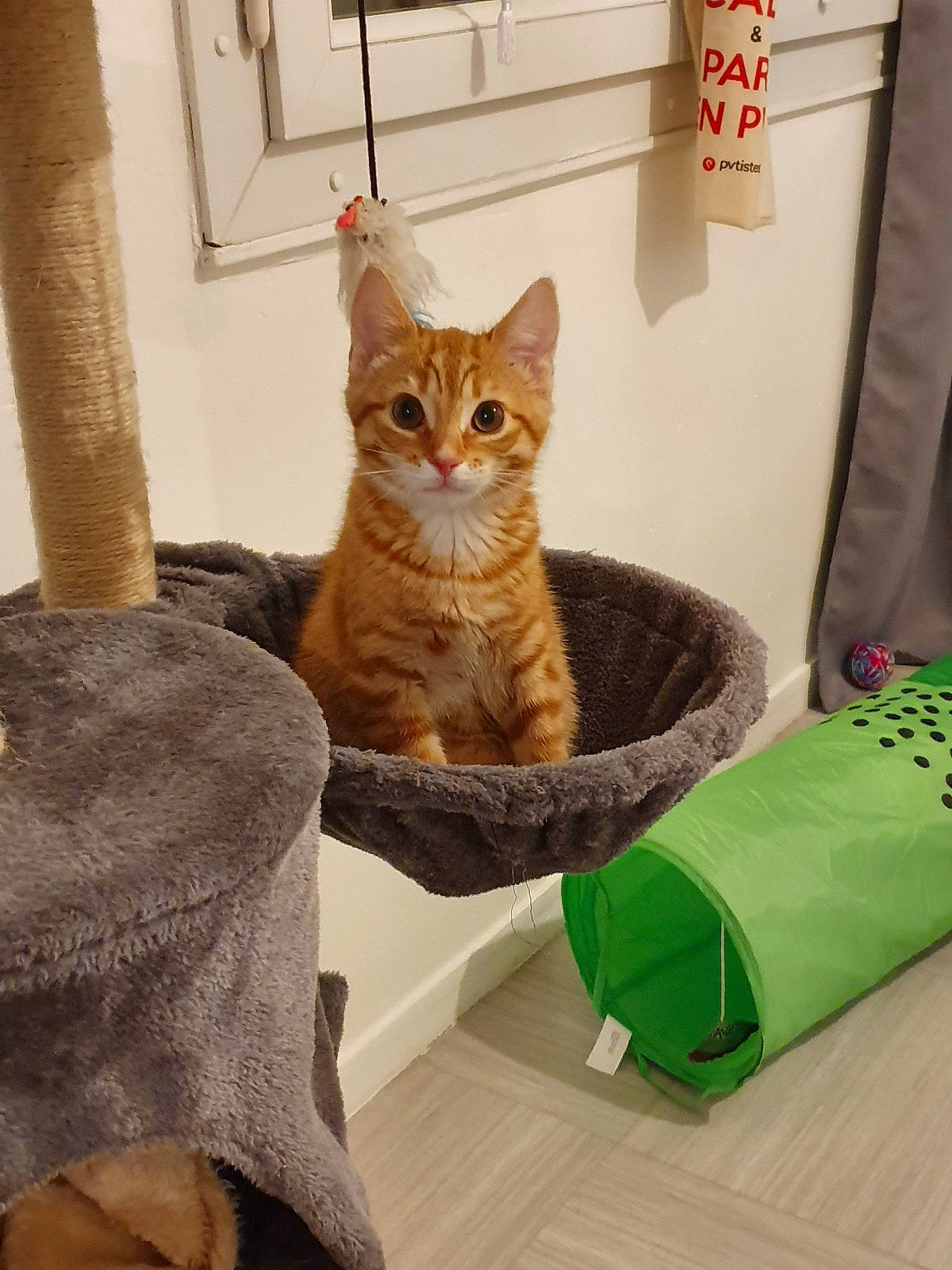 Biggie a rejoint le concours — aidez-le/la à gagner de superbes lots ! american_shorthair, arabian_mau, asian, australian_mist, carnivore, cat, chausie, domestic_short_haired_cat, dragon_li, european_shorthair, fawn, felidae, german_rex, kitten, mammal, ocicat, pixie_bob, small_to_medium_sized_cats, tabby_cat, whiskers