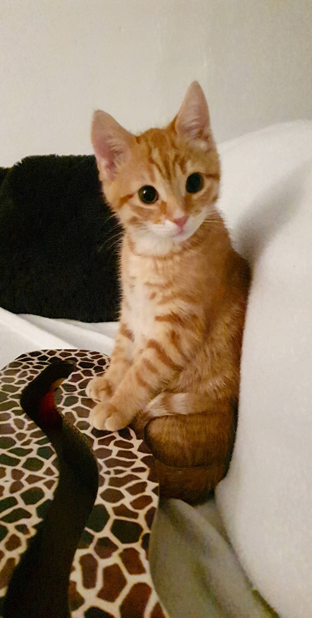 Biggie participe au concours pour gagner de l'argent avec cette photo : aegean_cat, american_shorthair, arabian_mau, asian, australian_mist, carnivore, cat, domestic_short_haired_cat, egyptian_mau, european_shorthair, fawn, felidae, german_rex, kitten, mammal, ocicat, small_to_medium_sized_cats, tabby_cat, vertebrate, whiskers