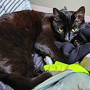 Keke is registered to the contest to win money with this photo: abyssinian, animal, bed, blackcat, blanket, cat, couch, egyptiancat, furniture, kitten, laundry, manx, person, pet, quilt, sleeping