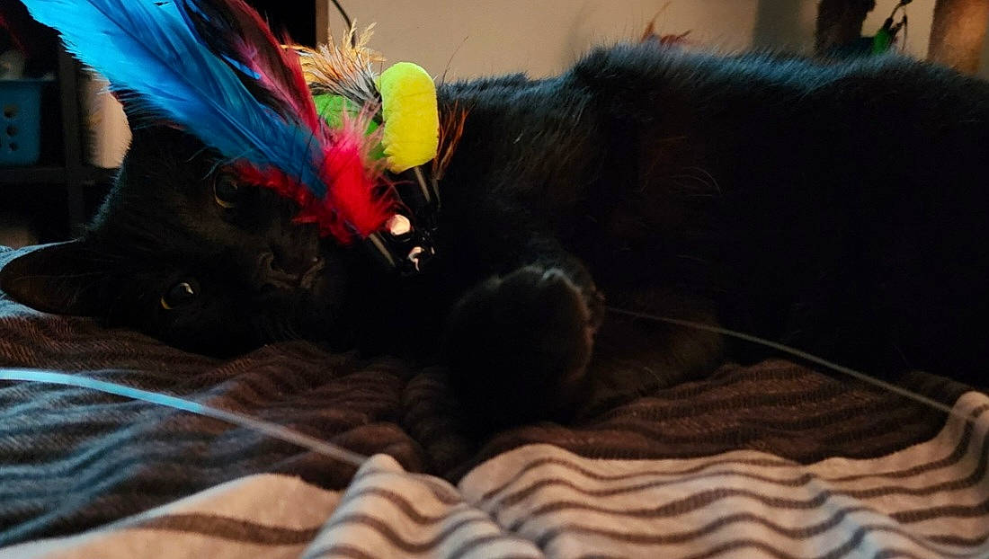 Keke joined the competition — help win amazing prizes! black_cat, carnivore, cat, cat_toy, claw, comfort, companion_dog, dog_breed, domestic_short_haired_cat, feather, felidae, fur, magenta, nap, paw, small_to_medium_sized_cats, sporting_group, tail, toy, whiskers