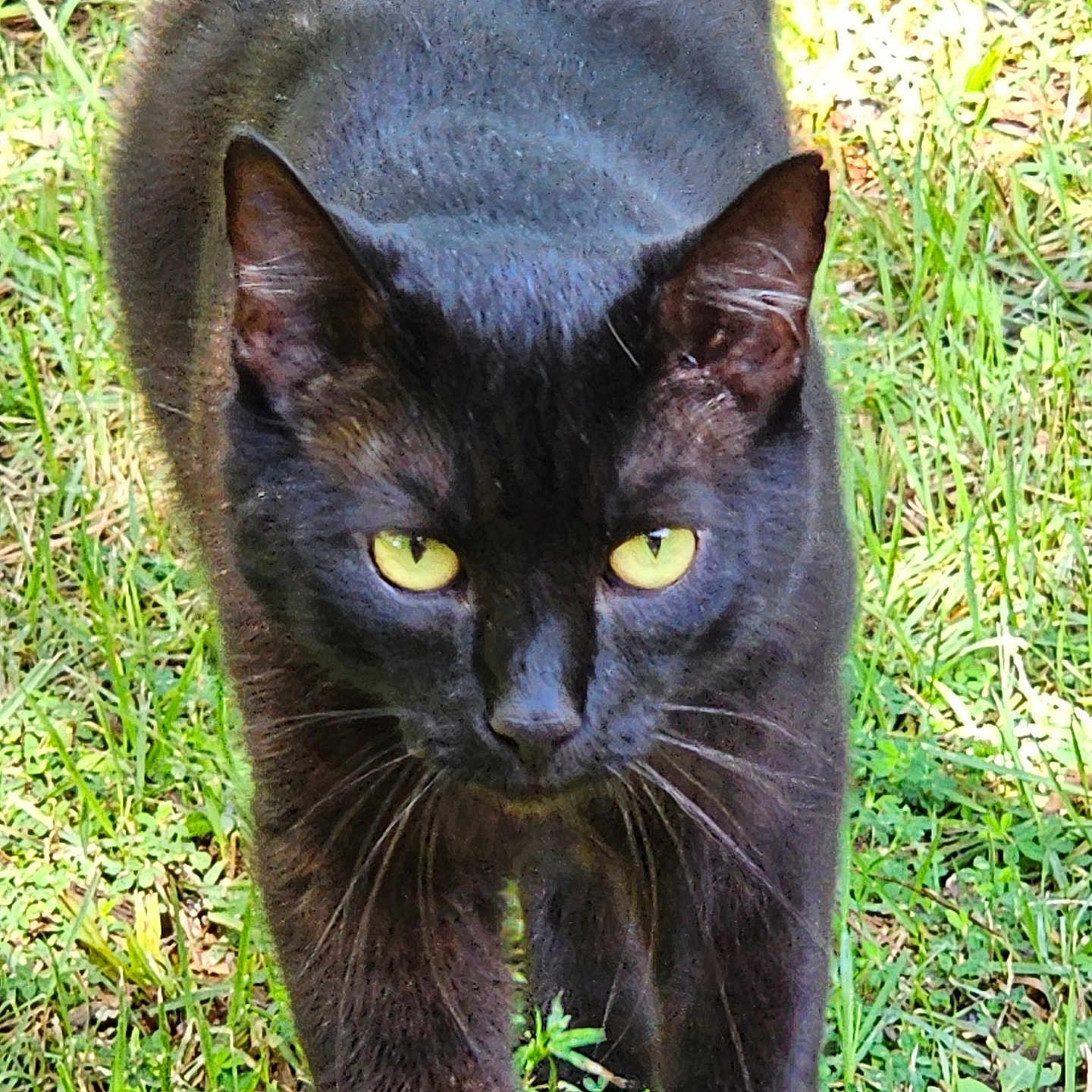 Keke is registered to the contest to win money with this photo: abyssinian, animal, blackcat, cat, egyptiancat, grass, lawn, manx, pet, plant