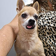 Willie joined the competition — help win amazing prizes! animal, arm, background_blur, close_up, cute, dog, ears, expression, eyes, fur, indoor, light, muzzle, nose, patterned_clothing, person, pet, portrait, small_dog, tongue_out