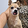 animal, arm, background_blur, close_up, cute, dog, ears, expression, eyes, fur, indoor, light, muzzle, nose, patterned_clothing, person, pet, portrait, small_dog, tongue_out