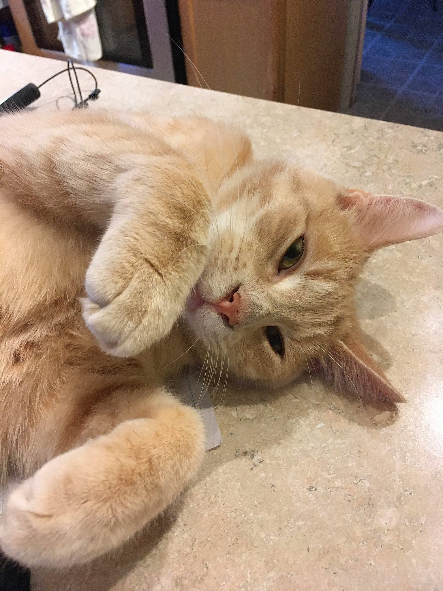 Cream joined the competition — help win amazing prizes! asian, burmilla, carnivore, cat, claw, domestic_short_haired_cat, ear, european_shorthair, fawn, felidae, fur, kitten, mammal, nap, paw, small_to_medium_sized_cats, snout, whiskers