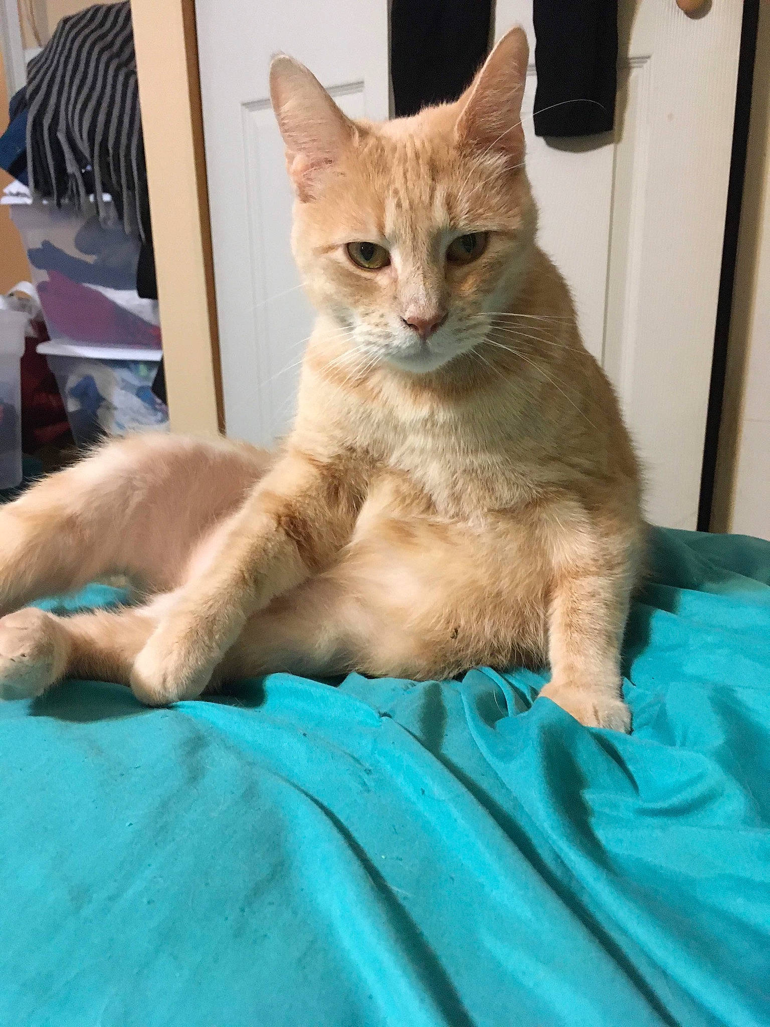 Cream is registered to the contest to win money with this photo: aegean_cat, arabian_mau, asian, australian_mist, burmilla, carnivore, cat, domestic_short_haired_cat, european_shorthair, felidae, german_rex, kitten, mammal, ojos_azules, oriental_longhair, singapura, small_to_medium_sized_cats, somali, vertebrate, whiskers