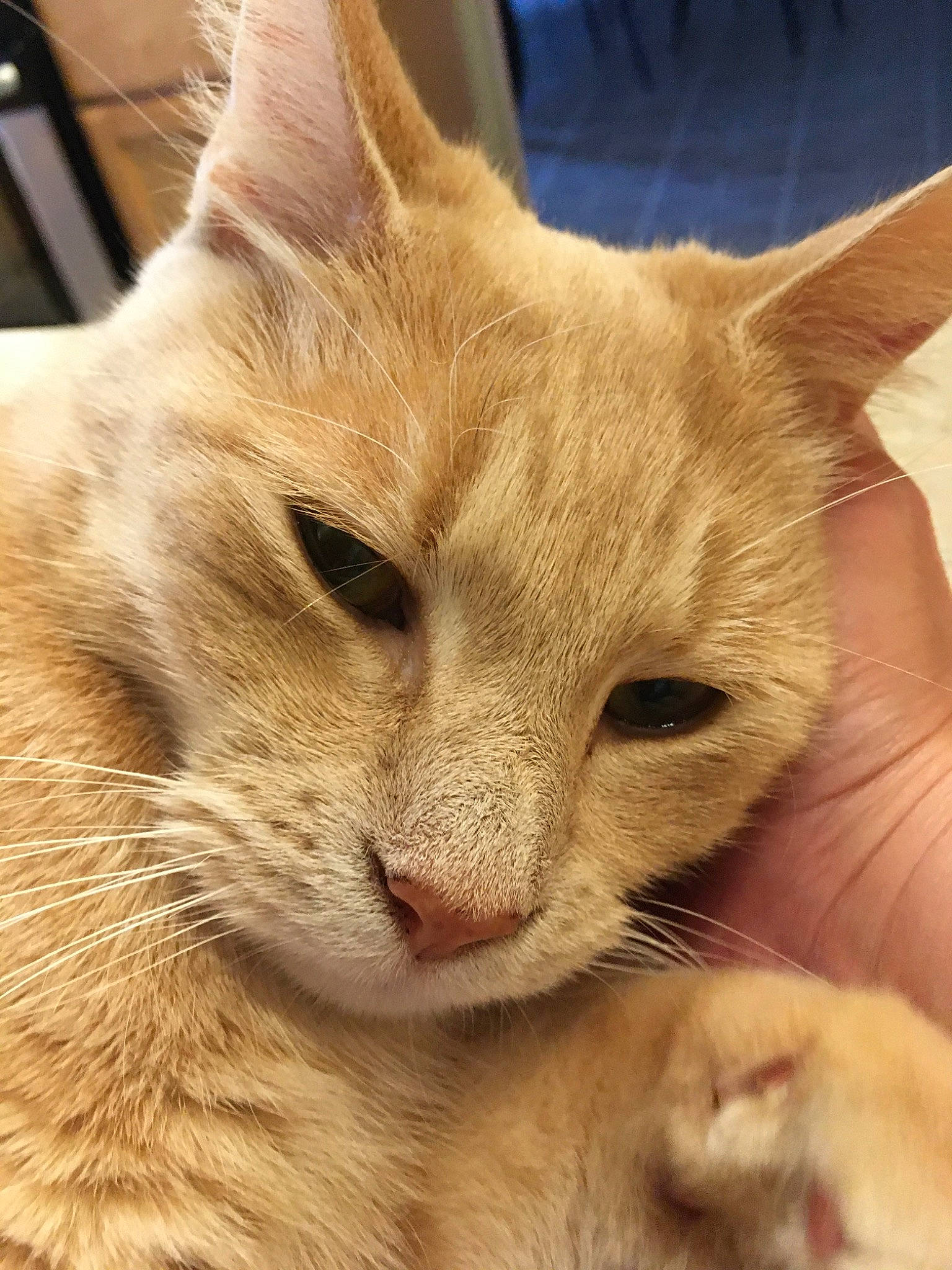 Cream joined the competition — help win amazing prizes! aegean_cat, arabian_mau, asian, australian_mist, burmilla, carnivore, cat, close_up, colorpoint_shorthair, european_shorthair, eye, fawn, felidae, german_rex, javanese, mammal, nose, small_to_medium_sized_cats, snout, whiskers