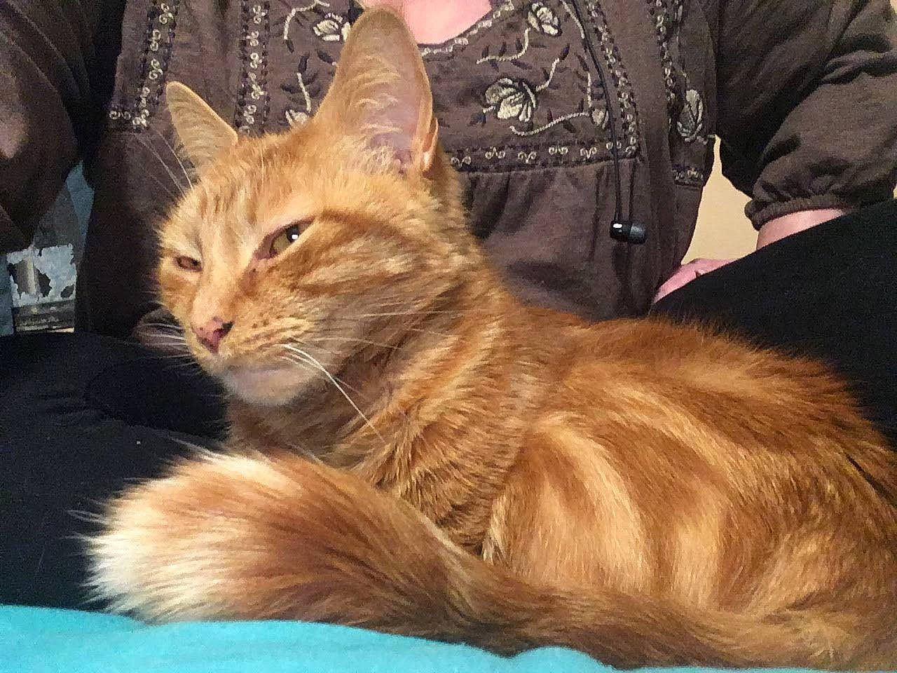 Leo Cream is registered to the contest to win money with this photo: asian, asian_semi_longhair, carnivore, cat, cymric, domestic_long_haired_cat, domestic_short_haired_cat, european_shorthair, fawn, felidae, fur, kitten, maine_coon, mammal, oriental_longhair, small_to_medium_sized_cats, somali, tabby_cat, vertebrate, whiskers