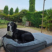 Nesko a rejoint le concours — aidez-le/la à gagner de superbes lots ! dog, pet_bed, outdoor, garden, trees, greenery, patio, tile_floor, canine, relaxed, black_and_white, fur, nature, sunlight, shrubbery, resting, domestic_animal, backyard, summer, peaceful