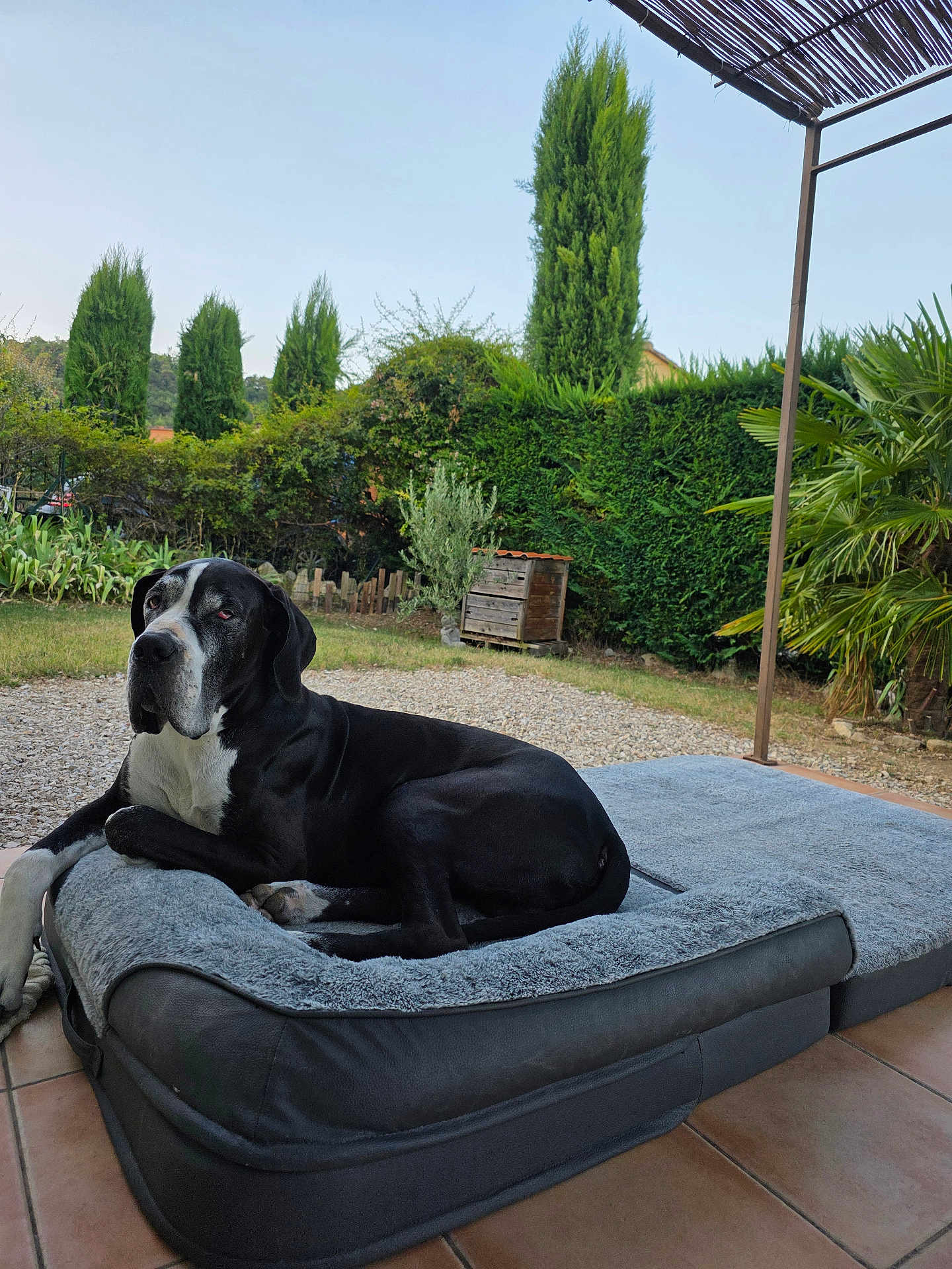 Nesko a rejoint le concours — aidez-le/la à gagner de superbes lots ! dog, pet_bed, outdoor, garden, trees, greenery, patio, tile_floor, canine, relaxed, black_and_white, fur, nature, sunlight, shrubbery, resting, domestic_animal, backyard, summer, peaceful