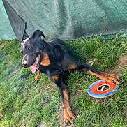 Marvin a rejoint le concours — aidez-le/la à gagner de superbes lots ! dog, rottweiler_type, pet, frisbee, toy, grass, outdoor, tongue_out, happy, panting, paws, black_coat, brown_markings, fence, playful, lying_down, sunlight, close_up, ear, mouth